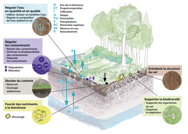 Les fonctions ecologiques des sols