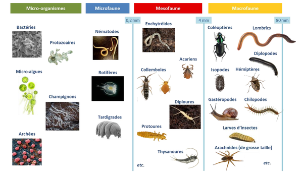 groupes-biodiversite-sols-taille