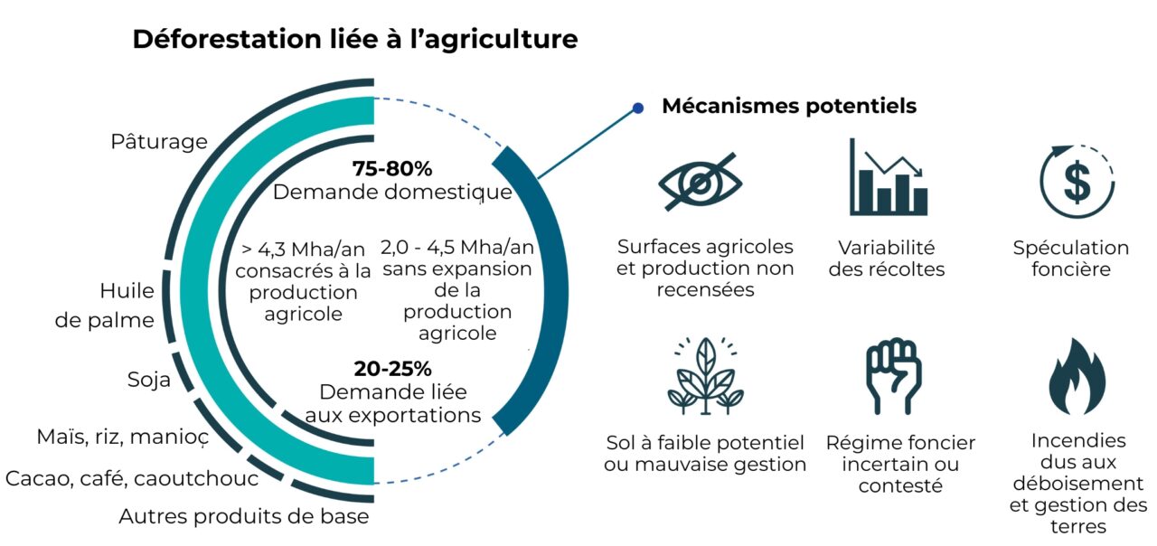 Déforestation liée aux demandes agricoles domestiques et d'exportation. Mécanismes expliquant la déforestation sans expansion agricole.